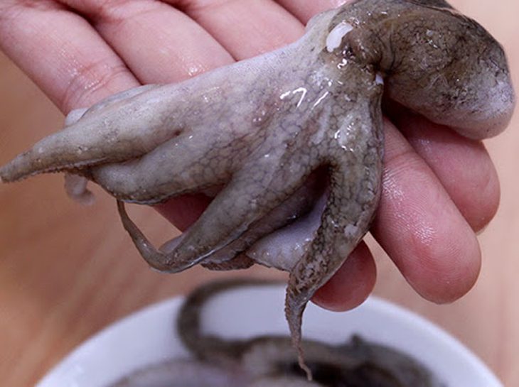 Step 1 Prepare the ingredients for vinegar-dipped octopus