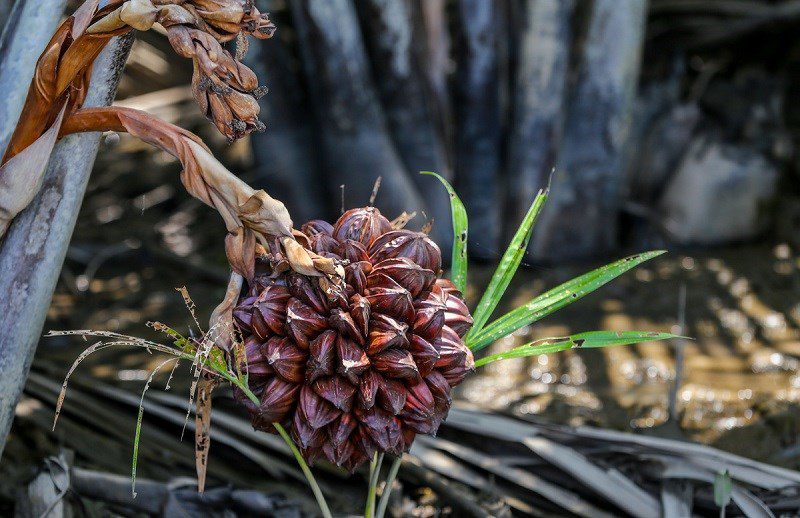 What is nipa palm?