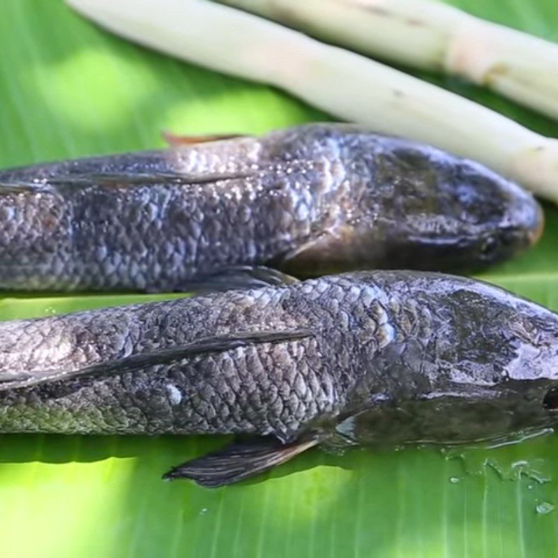 Step 1 Prepare snakehead fish Grilled snakehead fish with sugarcane