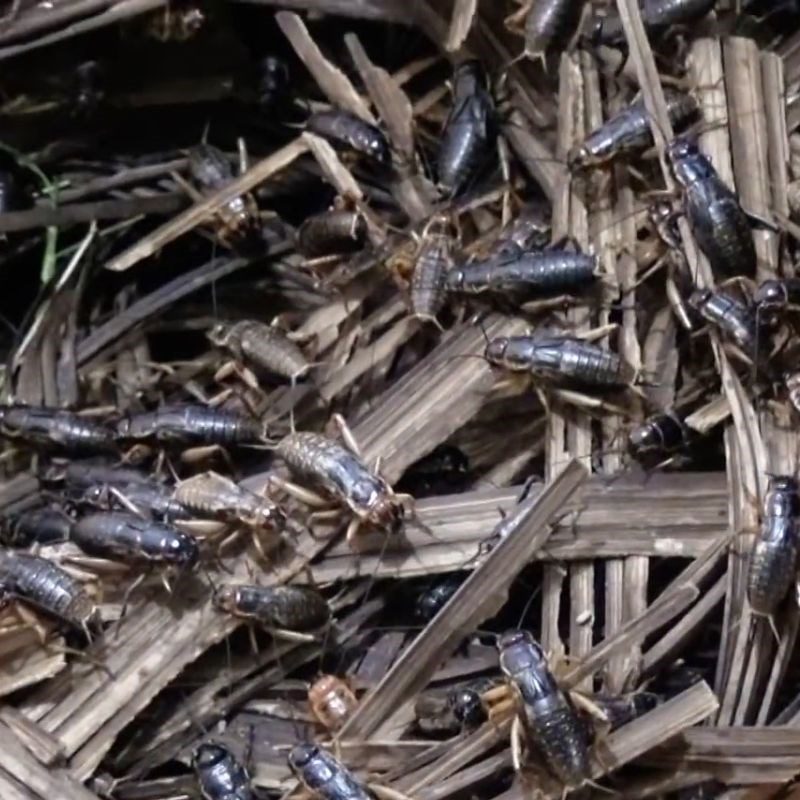 Step 1 Prepare the crickets Fried Crickets with Fish Sauce