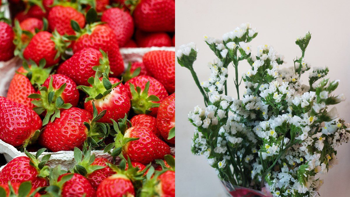 Ingredients for fruit basket decoration