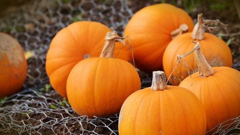 Ingredients for dry pumpkin powder