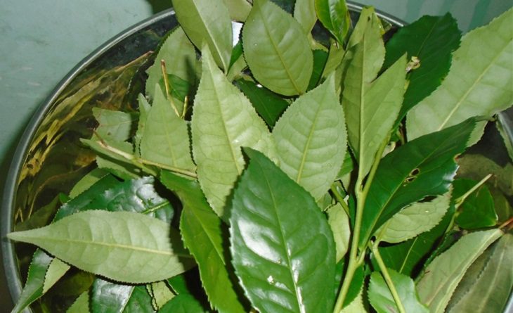 Step 1 Prepare fresh tea leaves Green Tea Powder from fresh tea leaves