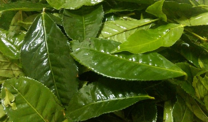 Step 1 Prepare fresh tea leaves for Green Tea Powder from dried tea leaves