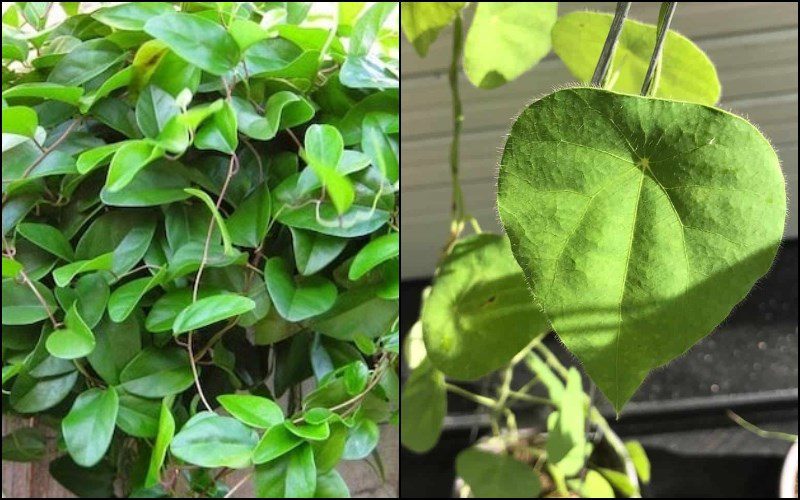 Smooth sương sâm leaf and hairy sương sâm leaf