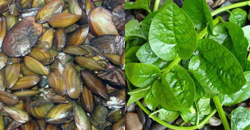 Ingredients for clam soup with water spinach