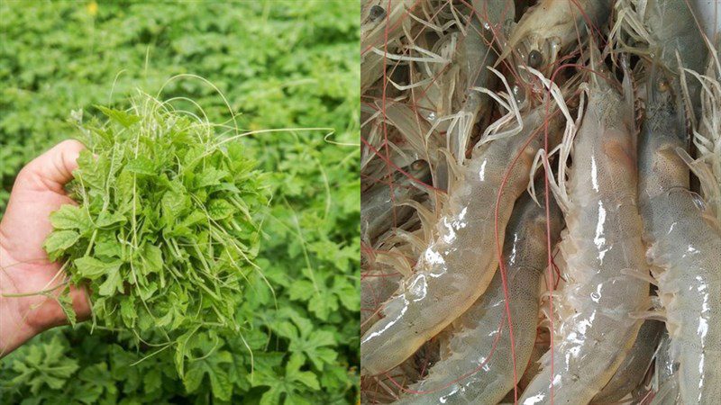 Ingredients for wild bitter melon shoot and shrimp soup