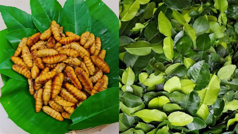 Ingredients for fried chrysalis with lime leaves