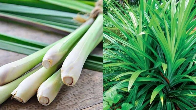 Ingredients for lemongrass and pandan tea