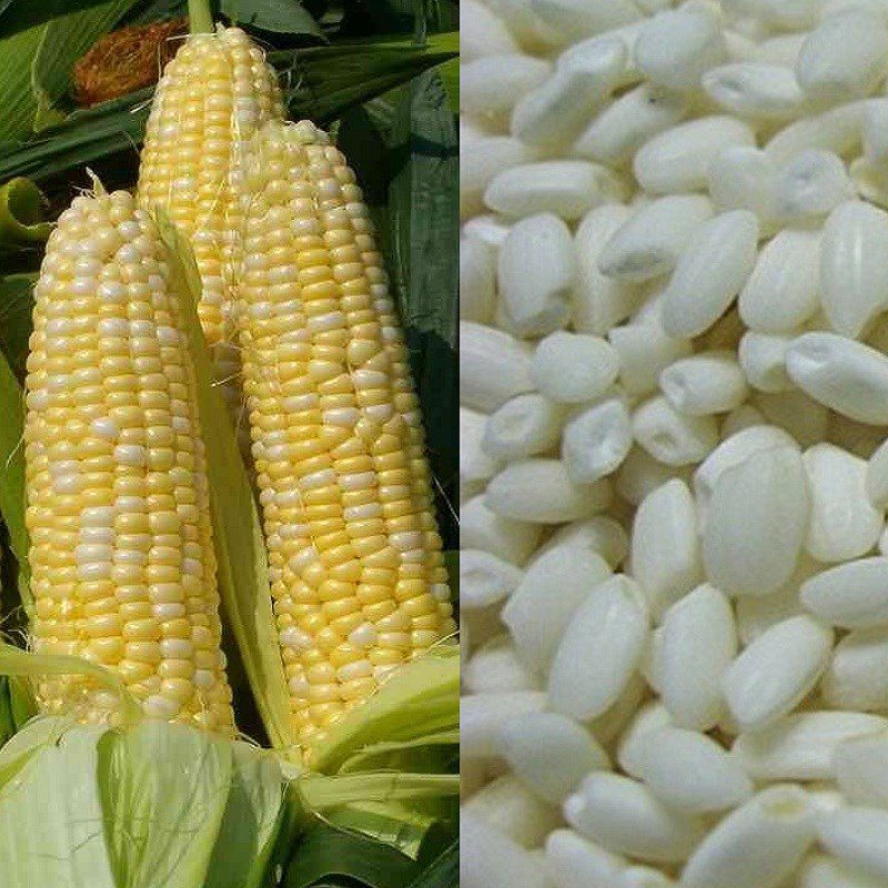 Ingredients for sweet corn sticky rice