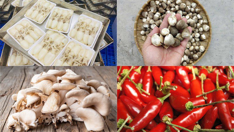 Ingredients for the dish of stir-fried squid with straw mushrooms and oyster mushrooms