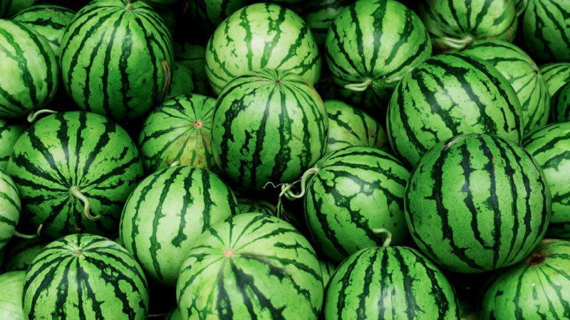 Choose melons with shiny, smooth skin