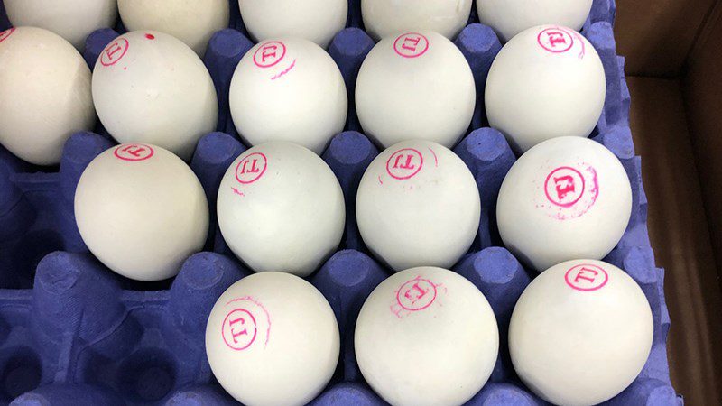 How long can fertilized duck eggs be used?