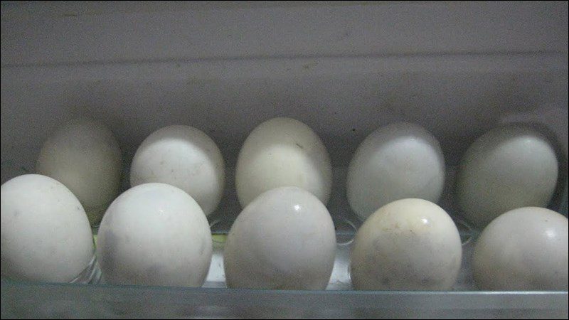 Storing balut eggs in the refrigerator