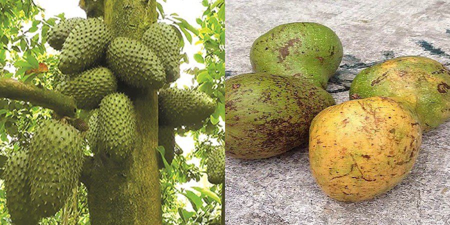 How to distinguish between custard apple and northern custard apple