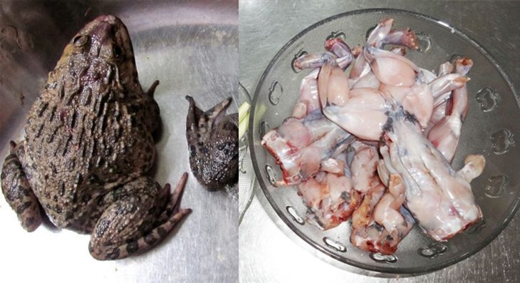 Step 1 Prepare the frog and other ingredients for Braised Frog