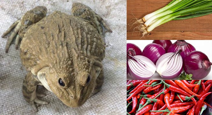 Ingredients for clay pot frog dish