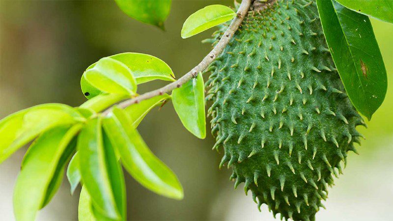 Choose delicious custard apple based on color