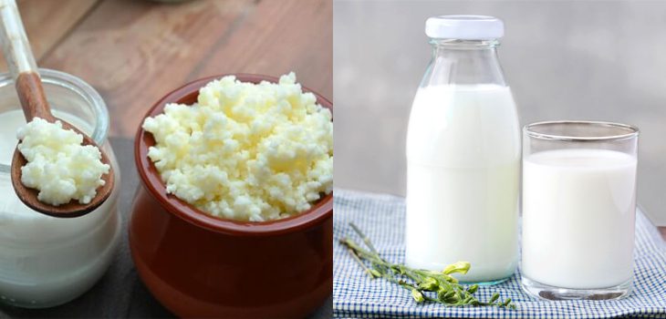 Ingredients for yogurt from kefir mushrooms