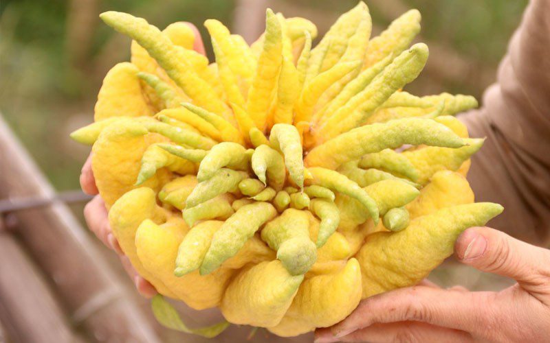 Buddha's Hand