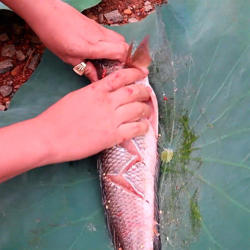 Step 2 Wrapping fish Grilled snakehead fish with lotus leaves