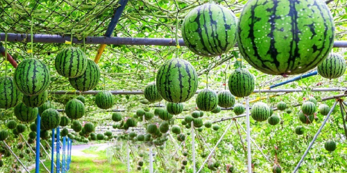 how to choose watermelon for tet 03448