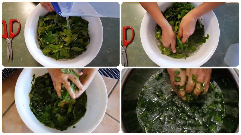 Amount of water to knead the leaves of the sương sâm