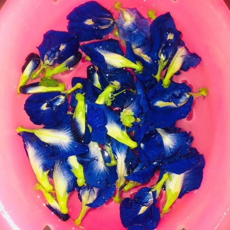 Step 2 Extracting Butterfly Pea Flower Color Yogurt with Aloe Vera and Butterfly Pea