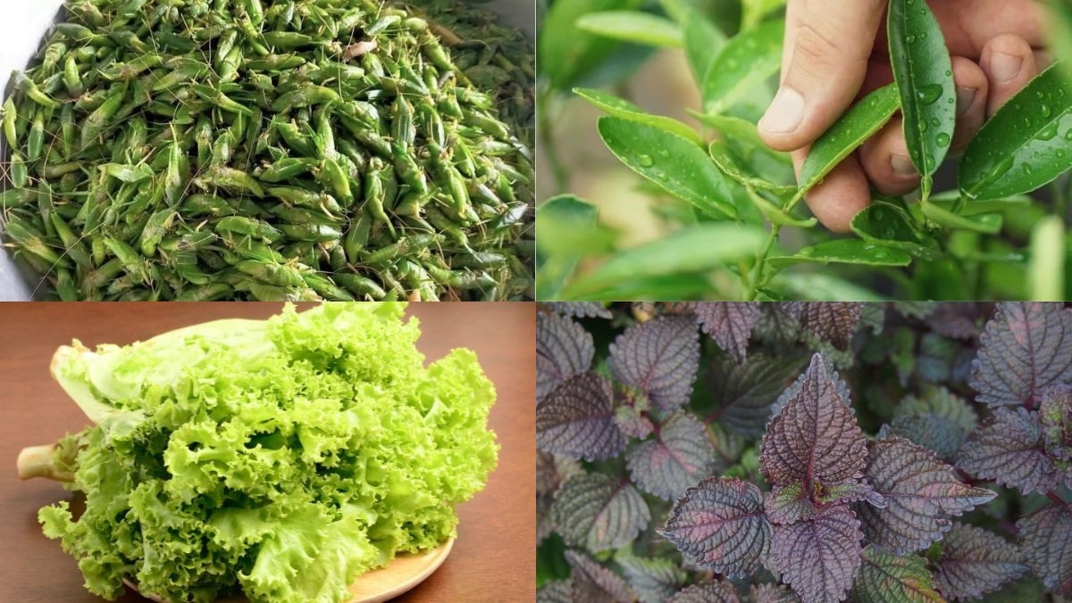 Ingredients for fried grasshoppers dish