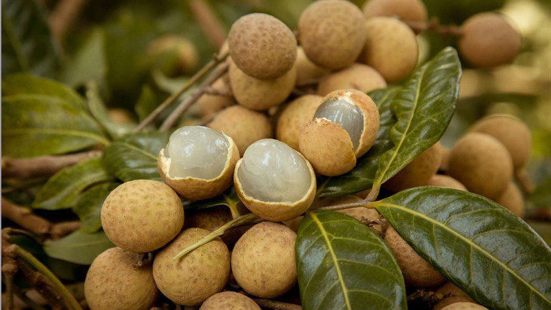 Ingredients for longan dish