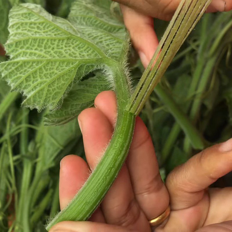 Step 1 Picking Gourd Leaves Stir-fried Gourd Leaves with Garlic