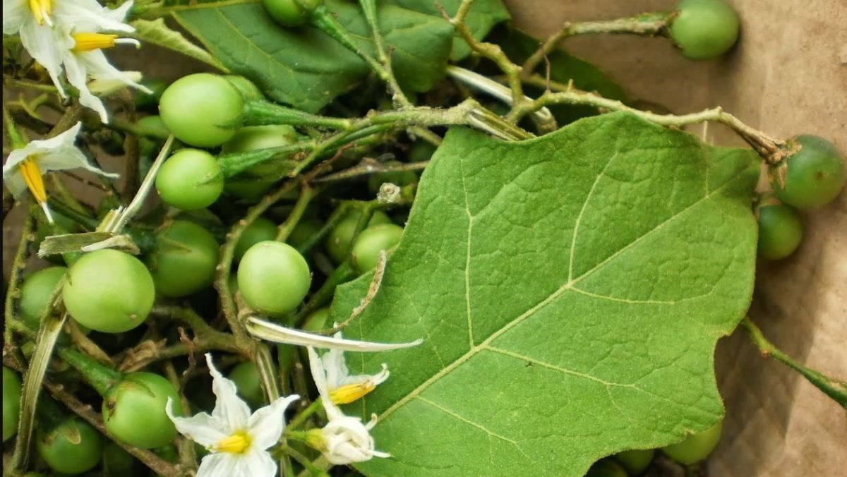 Ingredients for bitter eggplant water