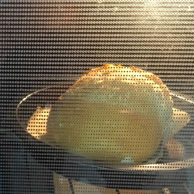 Step 6 Baking the bread Crusty bread without kneading