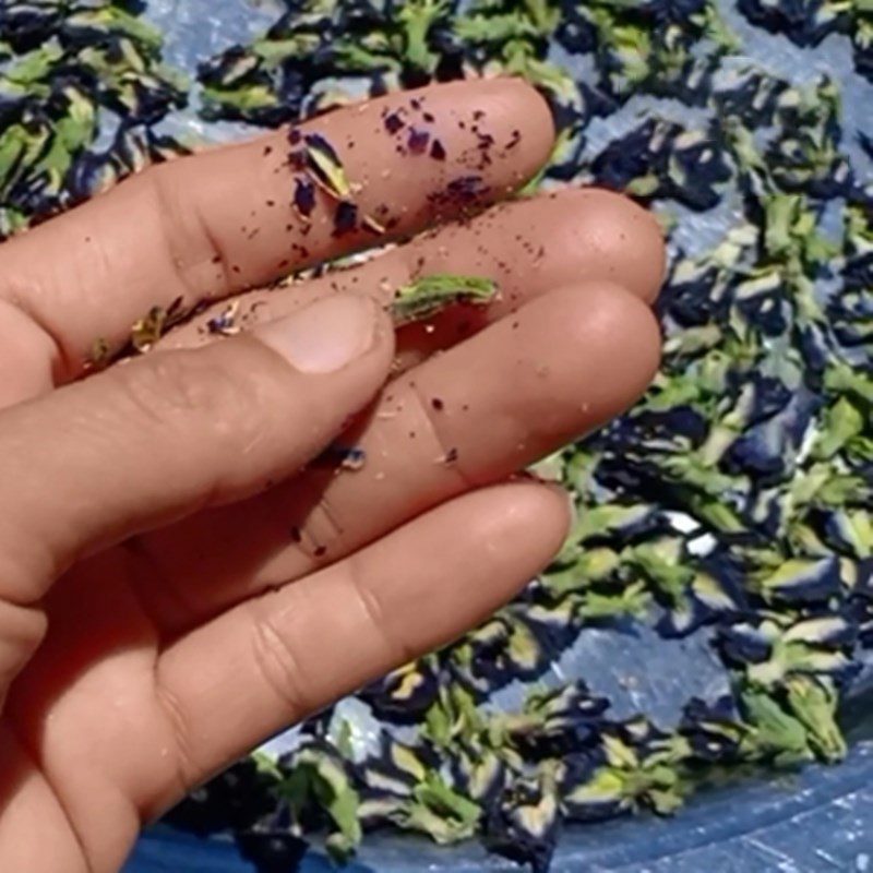 Step 2 Drying butterfly pea flowers Dried butterfly pea flower tea