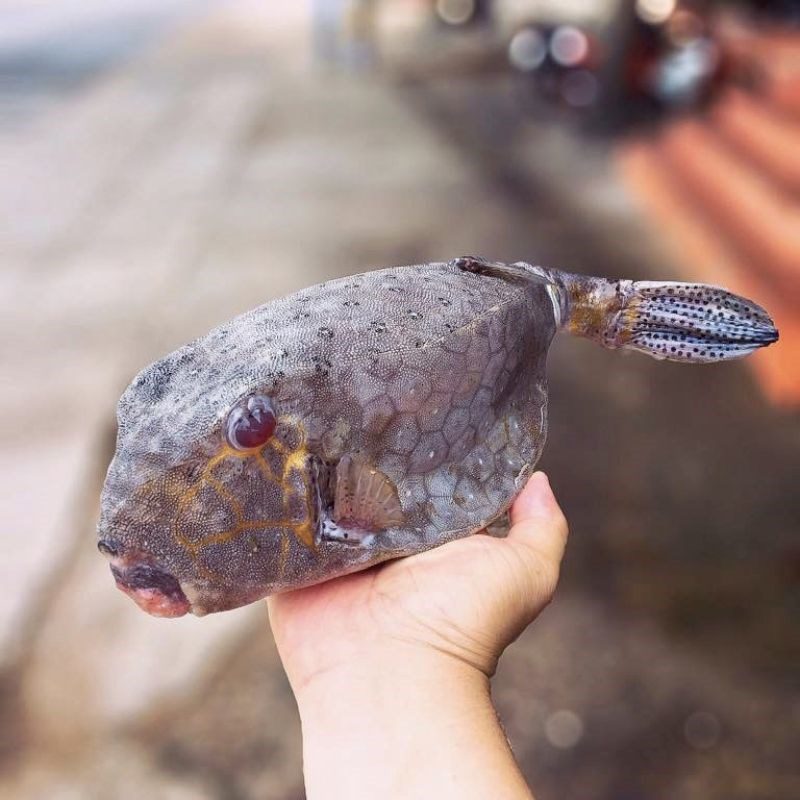 Step 1 Prepare the Bullhead Fish Grilled Bullhead Fish