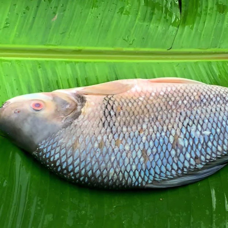 Step 1 Prepare the Snakehead Fish Grilled Snakehead Fish with Chili Salt