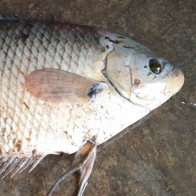 Step 1 Prepare the ingredients for Fried Giant Snakehead Fish with Tamarind Sauce