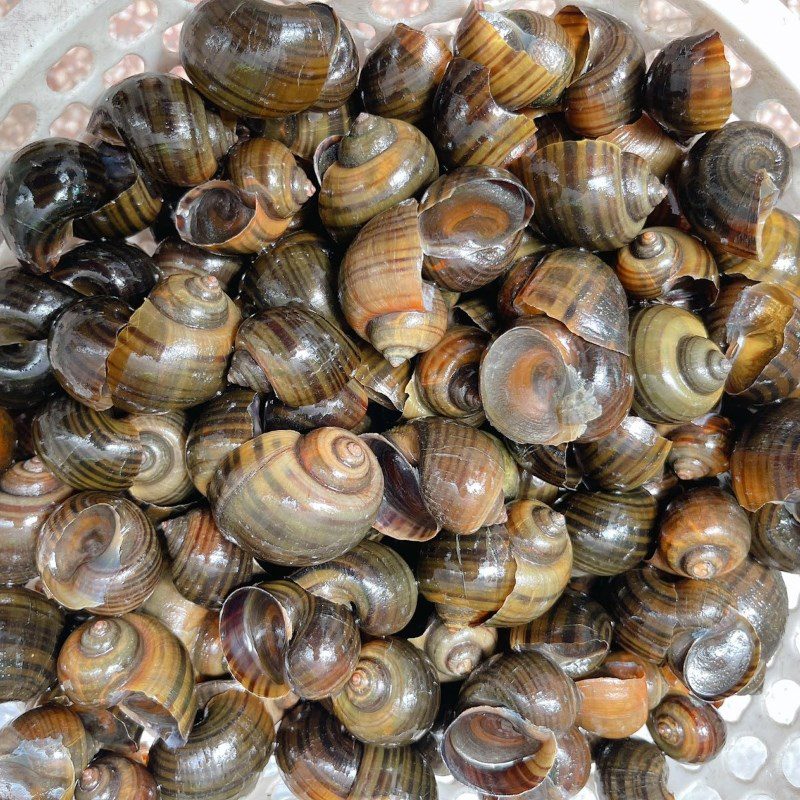 Step 1 Soak and clean the snails Snail Cake wrapped in Betel Leaves (recipe shared by users)