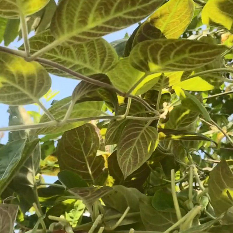 Step 1 Prepare the Ingredients for Fried Eggs with Vietnamese Knotweed Leaves (Recipe shared from TikTok Into the Kitchen with TasteVN)