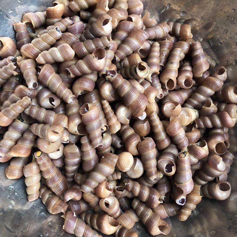 Step 1 Prepare the snails Coconut Fried Snails (coconut powder)