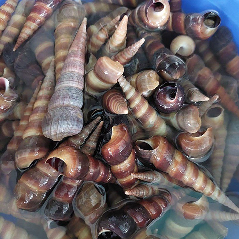 Step 1 Prepare the snails Stir-fried Snails with Coconut (fresh)