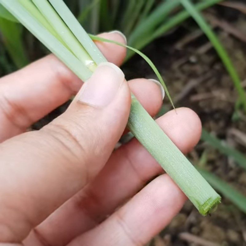 Step 1 Prepare the lemongrass Fresh lemongrass tea