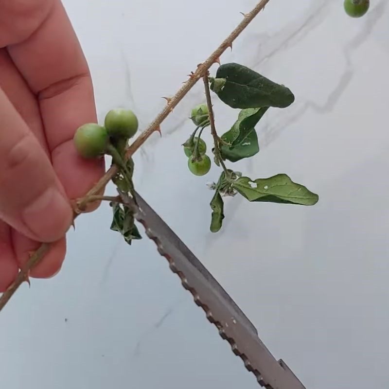 Step 1 Prepare the stem of the bitter eggplant