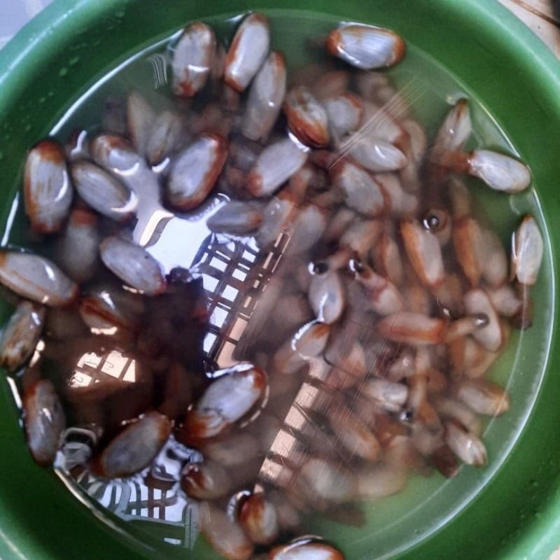 Step 1 Prepare tu hai Tu hai (elephant trunk snail) stir-fried with garlic