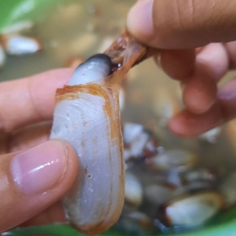 Step 1 Prepare tu hai Tu hai (elephant trunk snail) stir-fried with garlic