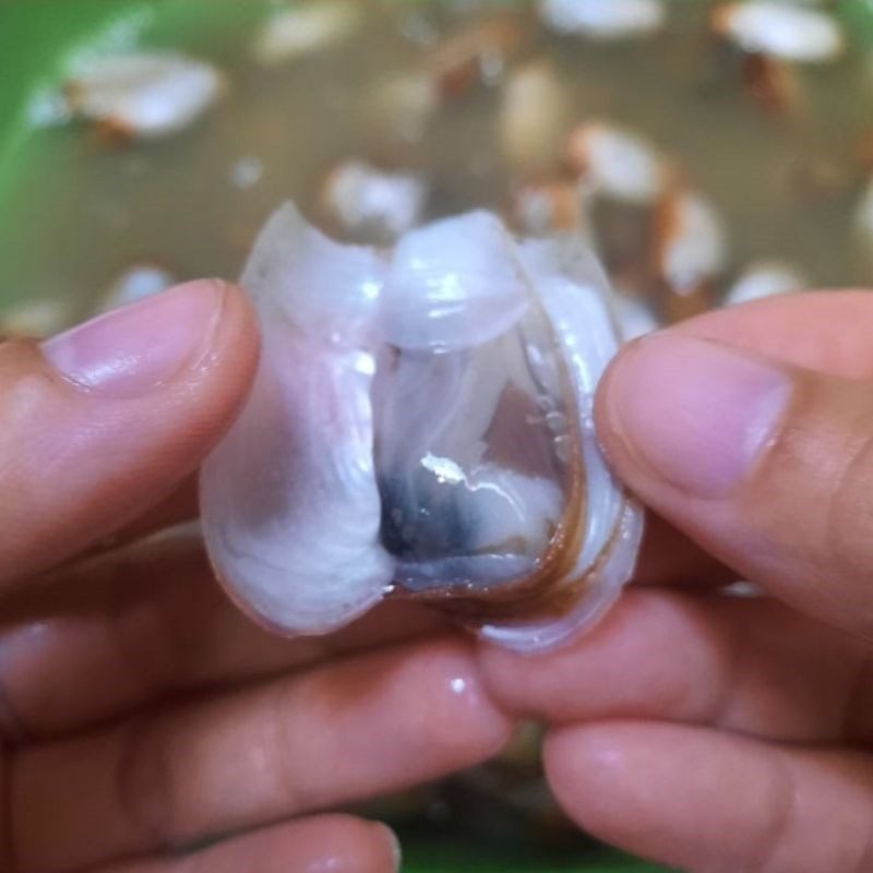 Step 1 Prepare tu hai Tu hai (elephant trunk snail) stir-fried with garlic