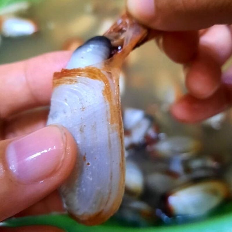 Step 1 Prepare the razor clams Stir-fried razor clams with tamarind