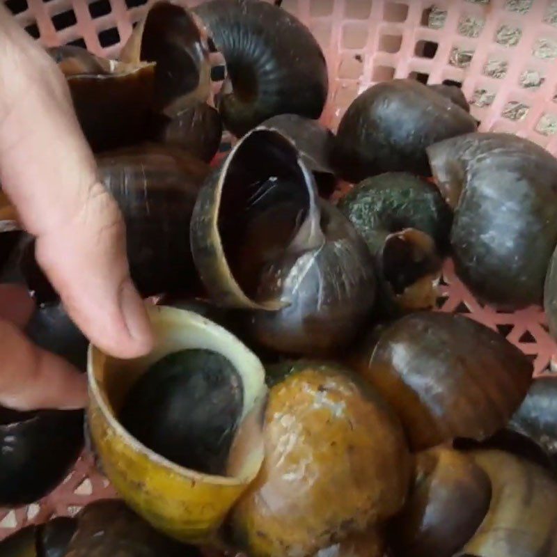 Step 1 Prepare and boil the snails for Banana Blossom Snail Salad