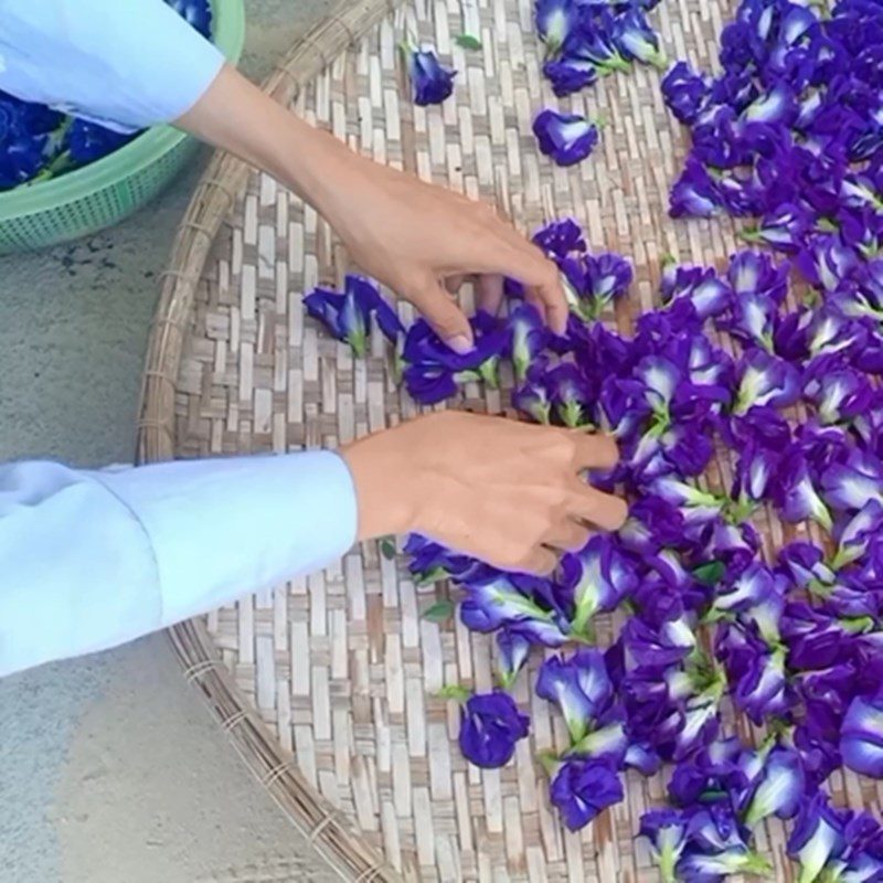 Step 1 Prepare and arrange butterfly pea flowers Dried butterfly pea flower tea