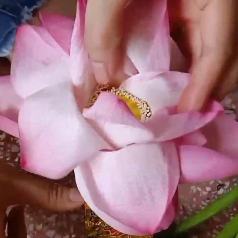 Step 1 Separate lotus petals for Lotus Flower Tea